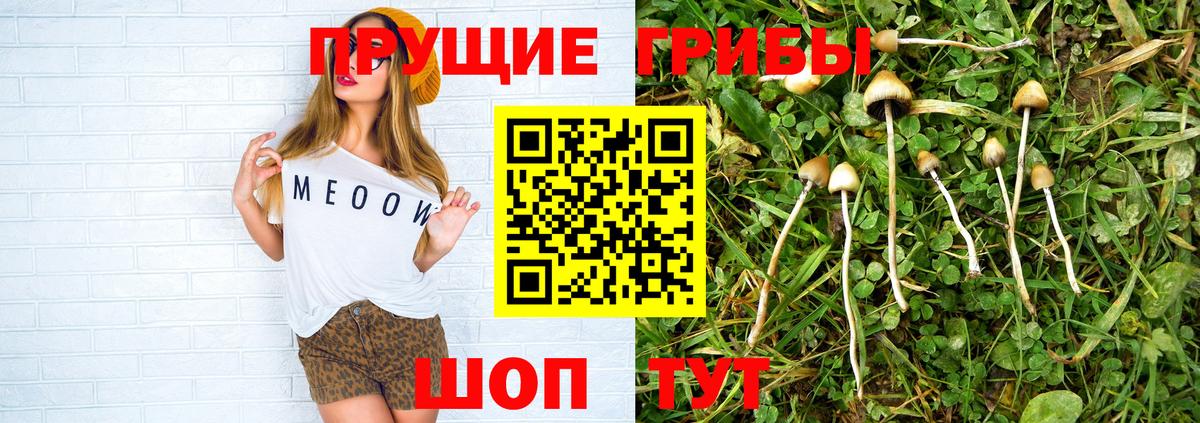 Псилоцибиновые грибы GOLDEN TEACHER  Галлюциногенные грибы Psilocybine cubensis  Богданович  Вход с VPN 